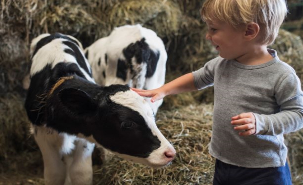 Verhoog het welzijn van je dieren met een optimale huisvesting 